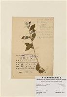 藏品(臺灣胡頹子)的圖片